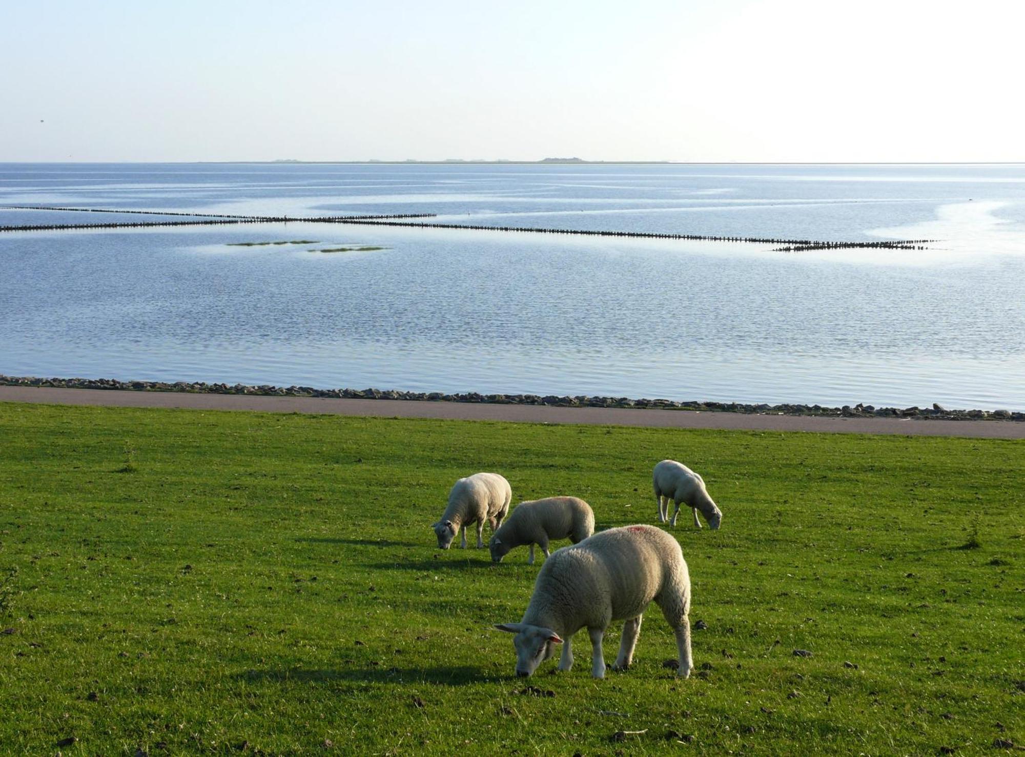Haus Halligblick, Ferienwohnungen Am Wattenmeer, Whg Langenness Dagebuell Ngoại thất bức ảnh