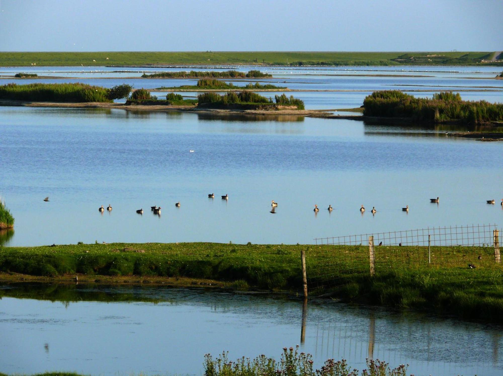 Haus Halligblick, Ferienwohnungen Am Wattenmeer, Whg Langenness Dagebuell Ngoại thất bức ảnh